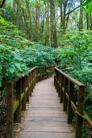 ponte de madeira na floresta na trilha natural de kew mae pan, chiang mai, tailândia foto