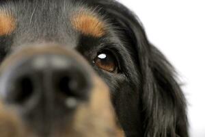 retrato do a adorável Inglês Cocker spaniel foto