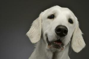 retrato do a adorável dourado retriever foto