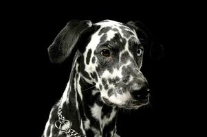 retrato do a adorável dálmata cachorro com diferente colori olhos olhando curiosamente foto