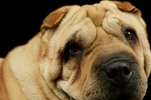 retrato do a adorável shar pei foto