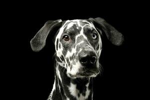 retrato do a adorável dálmata cachorro com diferente colori olhos olhando curiosamente às a Câmera foto
