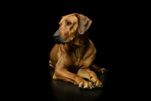 estúdio tiro do a adorável Rodesiano ridgeback foto