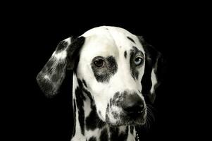 retrato do a adorável dálmata cachorro com diferente colori olhos olhando curiosamente às a Câmera foto