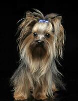 adorável yorkshire terrier em pé dentro uma Preto estúdio foto