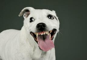 retrato do a adorável misturado procriar cachorro olhando engraçado com suspensão língua foto