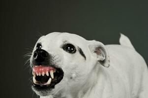 retrato do a animado misturado procriar cachorro em pé e olhando Bravo foto