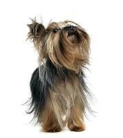 adorável yorkshire terrier olhando acima dentro uma branco estúdio foto