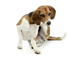 a adorável beagle coçar Está pescoço foto