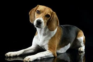 estúdio tiro do a adorável beagle foto