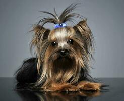 doce yorkshire terrier deitado dentro uma refletindo mesa foto