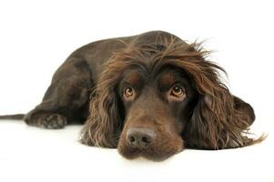 americano Cocker spaniel dentro uma branco foto estúdio