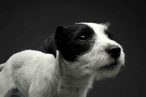 estúdio tiro do a adorável pároco russell terrier olhando curiosamente foto