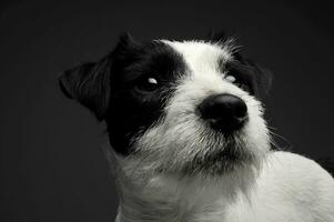 retrato do a adorável pároco russell terrier olhando curiosamente foto
