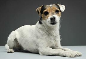 pároco russell terrier deitado com dentro a cinzento foto estúdio