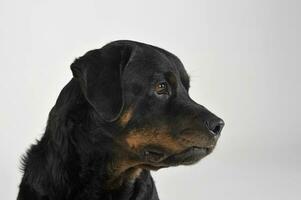 retrato do a adorável rottweiler cachorro olhando curiosamente foto