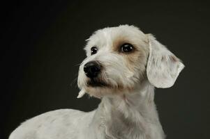 retrato do a adorável misturado procriar cachorro deitado e olhando curiosamente foto