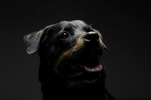 retrato do a adorável rottweiler cachorro olhando acima curiosamente foto