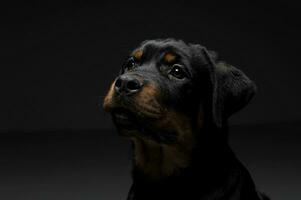 retrato do a adorável rottweiler cachorro olhando curiosamente foto