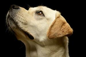 retrato do a adorável labrador retriever foto