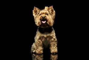 estúdio tiro do e adorável yorkshire terrier foto