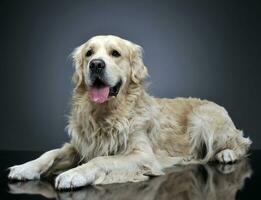 doce dourado retriever dentro uma cinzento estúdio fundo foto