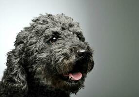 retrato do a adorável pumi olhando curiosamente - isolado em cinzento fundo foto