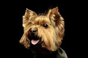 retrato do a adorável yorkshire terrier olhando satisfeito foto