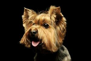 retrato do a adorável yorkshire terrier olhando satisfeito foto