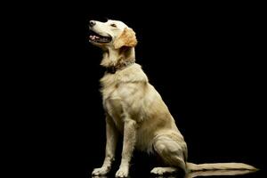 estúdio tiro do a adorável dourado retriever cachorro foto