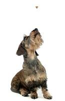 estúdio tiro do a adorável fio cabelos dachshund foto