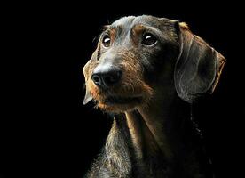 fofa com fio cabelo dachshund dentro uma Preto foto estúdio