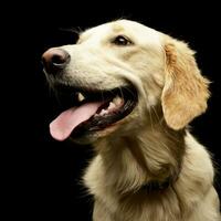 retrato do a adorável dourado retriever cachorro foto