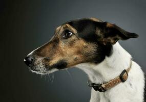 retrato do a adorável Raposa terrier olhando curiosamente foto