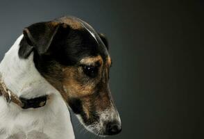 retrato do a adorável Raposa terrier olhando baixa Infelizmente foto