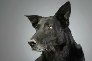 retrato do a adorável misturado procriar cachorro foto