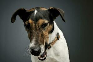 retrato do a adorável Raposa terrier bocejando em cinzento fundo foto