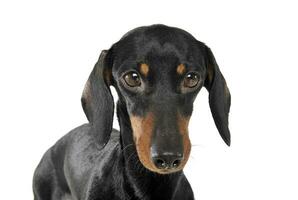 retrato do a adorável curto cabelos dachshund olhando tímido foto