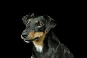 retrato de um adorável jack russell terrier foto