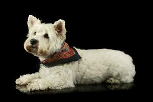 estúdio tiro do uma adorável oeste terras altas branco terrier Westie foto