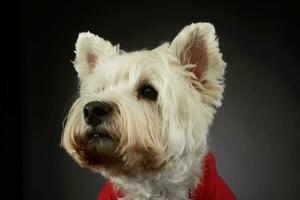 retrato do uma adorável oeste terras altas branco terrier Westie foto