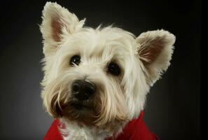 retrato do uma adorável oeste terras altas branco terrier Westie foto