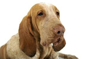 braco italiano retrato dentro uma branco fundo foto