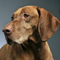 lindo húngaro vizsla posando dentro foto estúdio