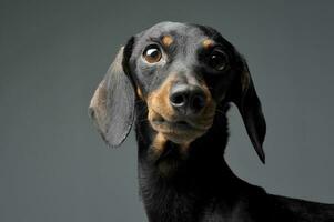 a adorável Preto e bronzeado curto cabelos dachshund olhando curiosamente às a Câmera foto