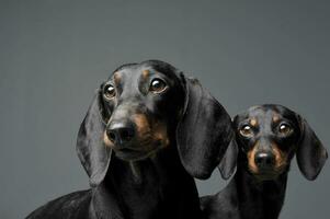 dois adorável Preto e bronzeado curto cabelos dachshund olhando curiosamente às a Câmera foto