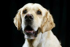 retrato do a adorável dourado retriever foto