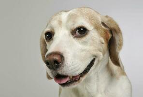 retrato do a adorável beagle foto