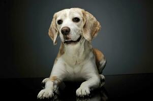 estúdio tiro do a adorável beagle foto