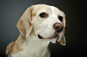 retrato do a adorável beagle foto